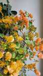 Bougainvillea floarea de hartie