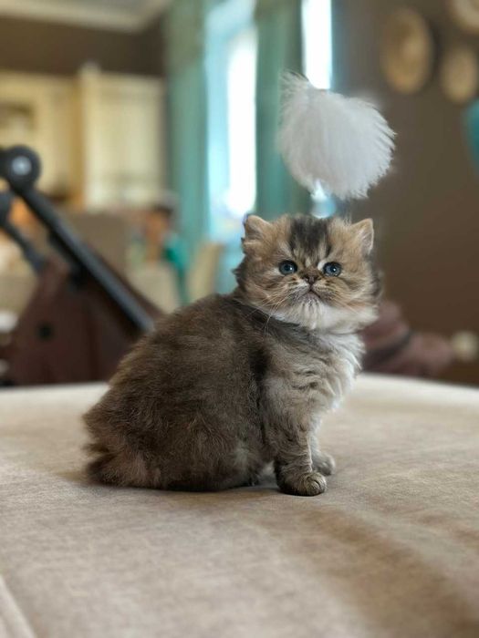 Продается котенок Британский длинношерстный(хайленд)