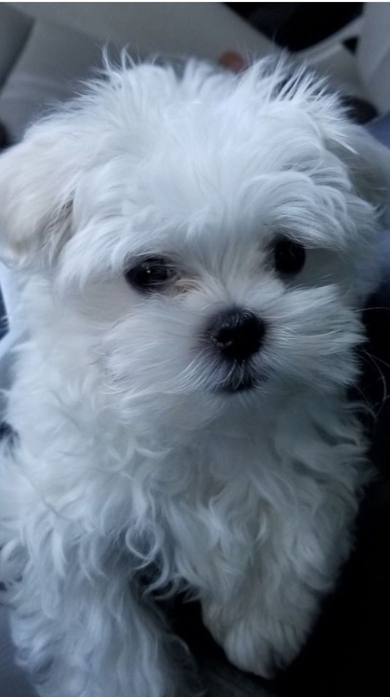 Bichon Maltez Fetiță