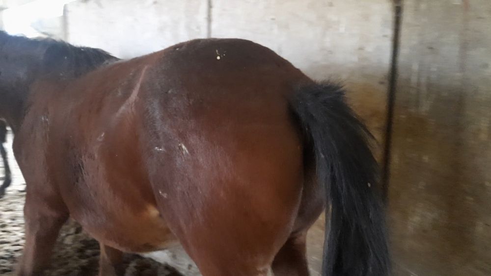 Семіз жемделген тайлар сатылады