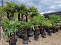 Plante ornamentale