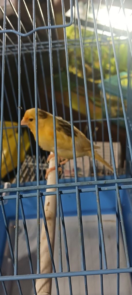 Canari timbrado!!