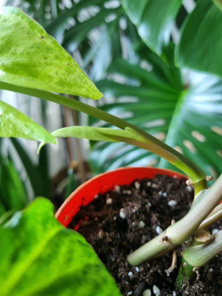Syngonium Podophyllum (Planta varf de sulita)
