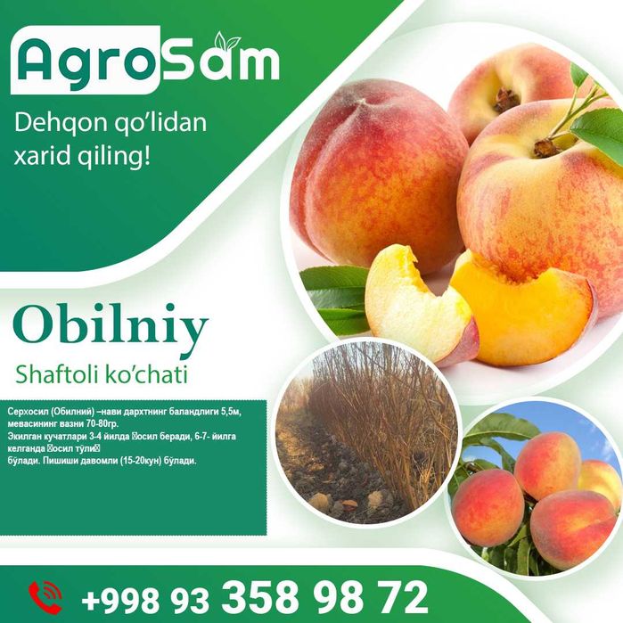 Олма Гилос Шафтоли Узум кўчатлари