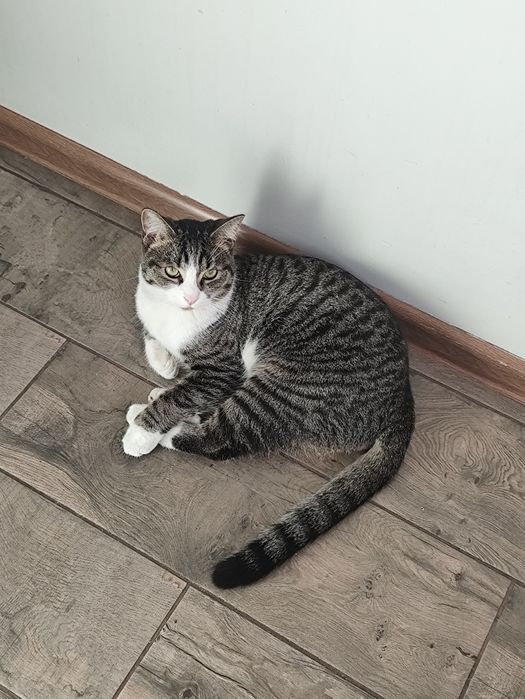 Отдам даром Кота бесплатно добрые руки