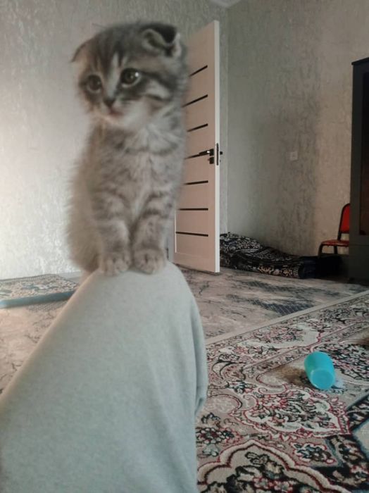Tozza zottor mushuk