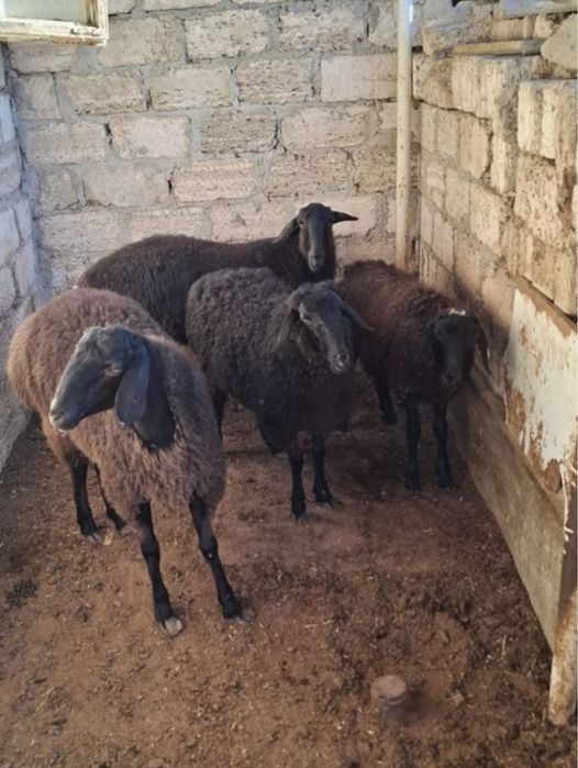 Кой сатылады. Продам Баранов. СРОЧНО!!