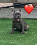 Femela buldog francez blue