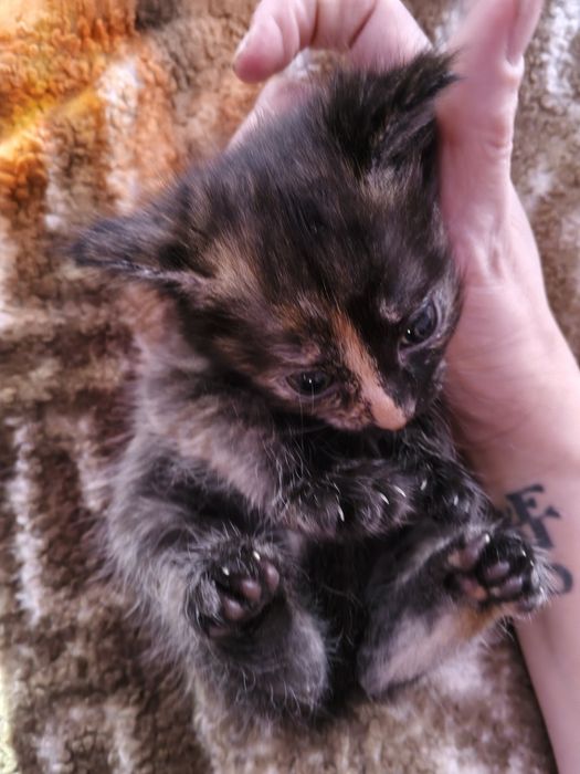 Отдам даром котят,папа сибиряк мама домохозяйка