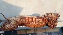 Protap, evenimente, gratar abt, fructe de mare, Live cooking show,
