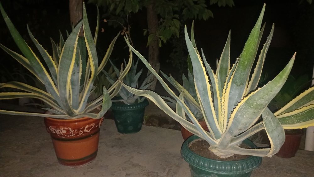 Gullar sotiladi.