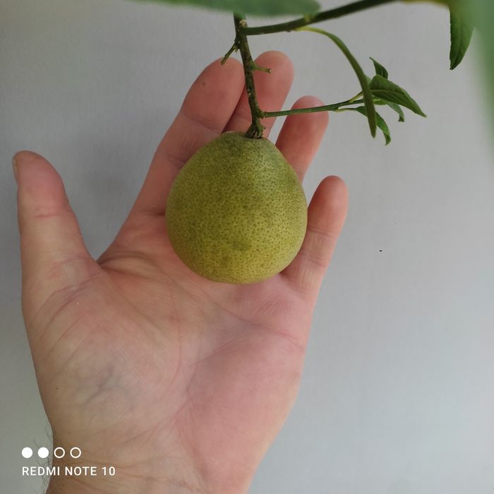 Продам плодоносящий мандарин