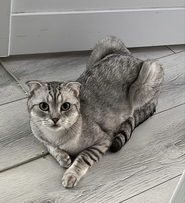 Отдам кошку в очень хорошие руки