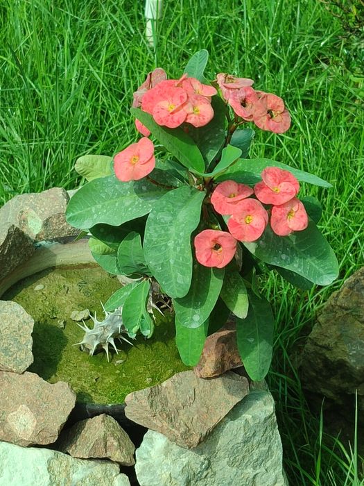 Срочно продам цветы