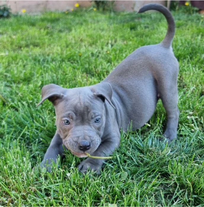 Amstaff blue cu pedigree FCi
