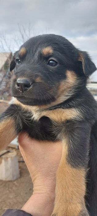 Отдам в добрые руки