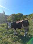 Vând vaca,vârsta 2 ani