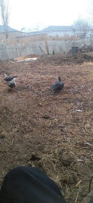 Индиутка 2 макиан 1 кораз