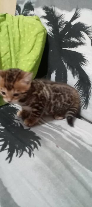 Бенгальские чистокровные котята.