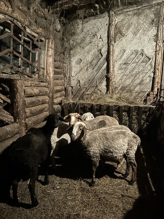 Продаются ярки (токты).Цена договорная .