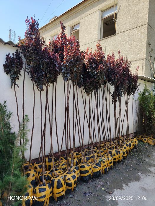 Яшил макон лойихаси учун дарахтлар бор.