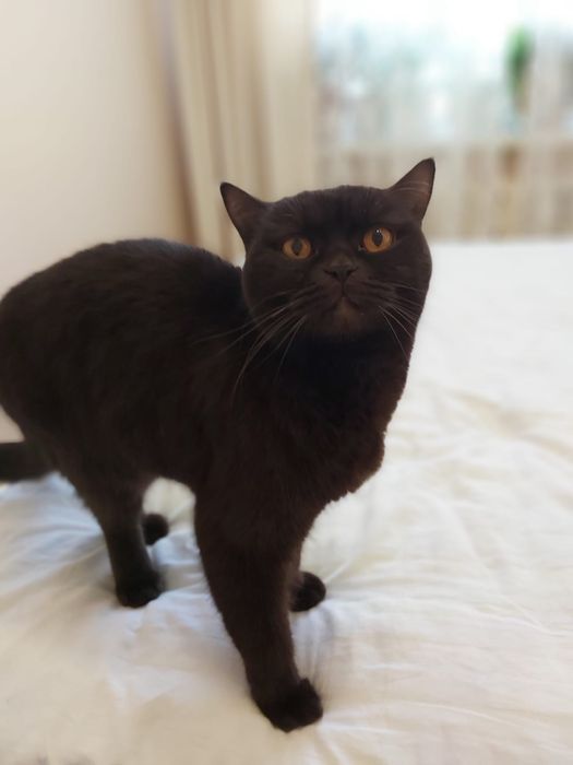 Котик британец ищет дом