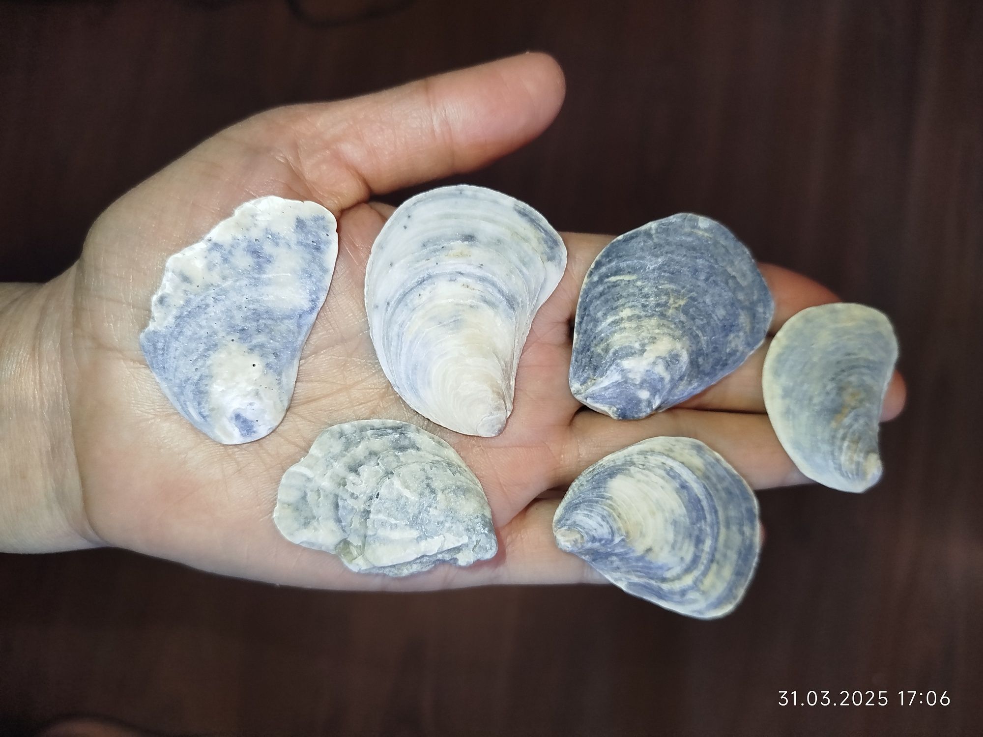 Ракушки натуральные из морей