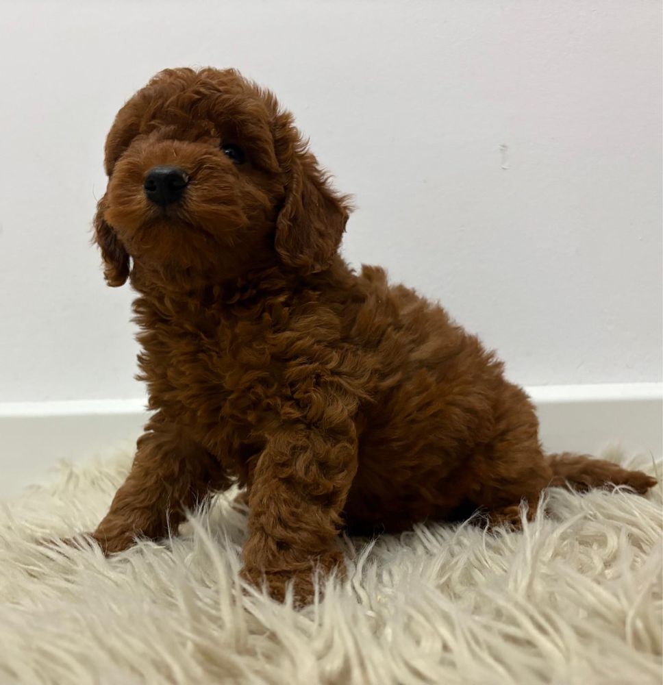 Vand puisor poodle