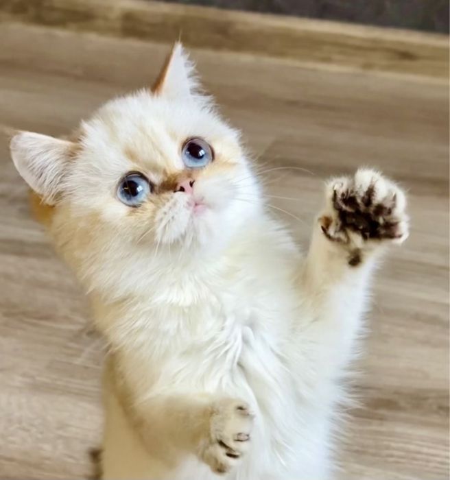 Золотая шиншилла поинт