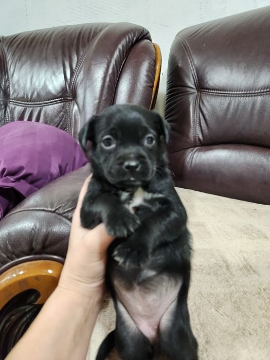 Отдам щенков в добрые руки. Девочки