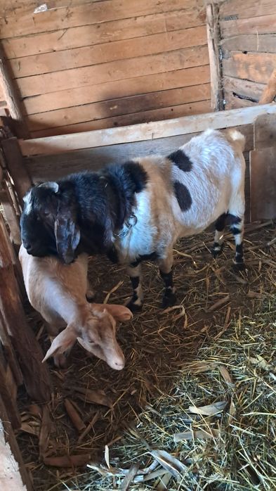 Vând tap anglo nubian