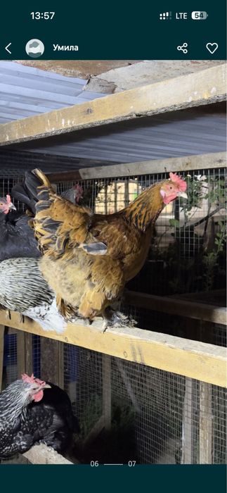 Domashniy tuxumla sotiladi