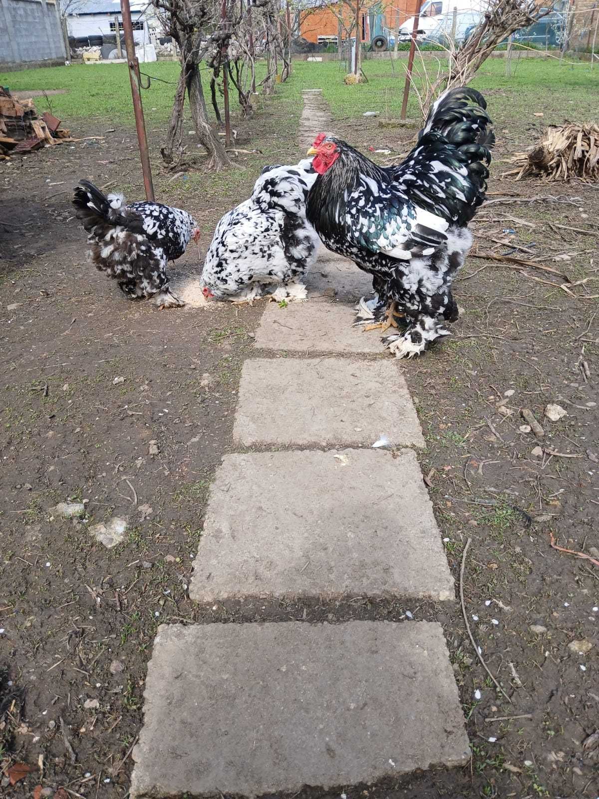 Vand ouă găini brahma NEGRU BOBAT.