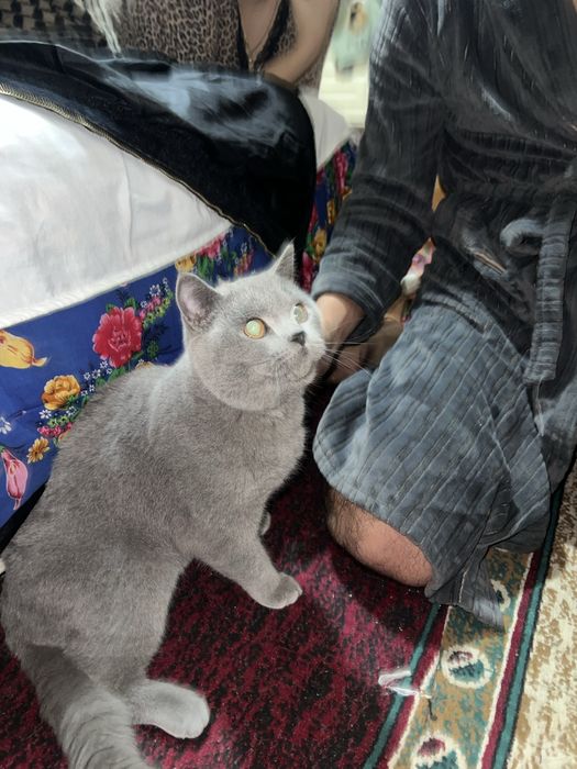 Mushuk zottor narxini kelshamiz orzonro qlib beraman