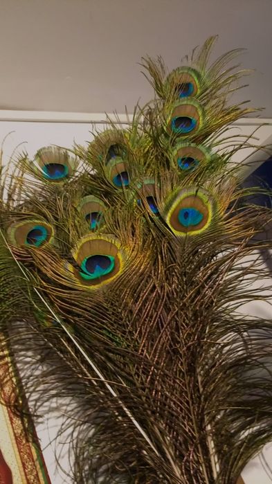 Pene de păun de vanzare