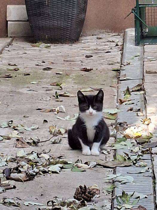 Pisicute iubitoare cauta stapani