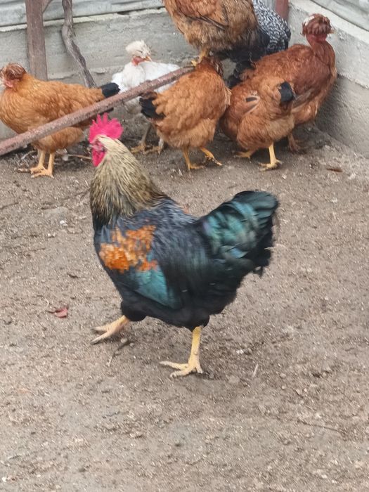 Cocos tineret 6 luni