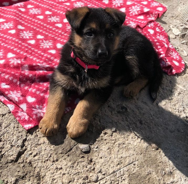 Женска Немска Овчарка на 2 месеца