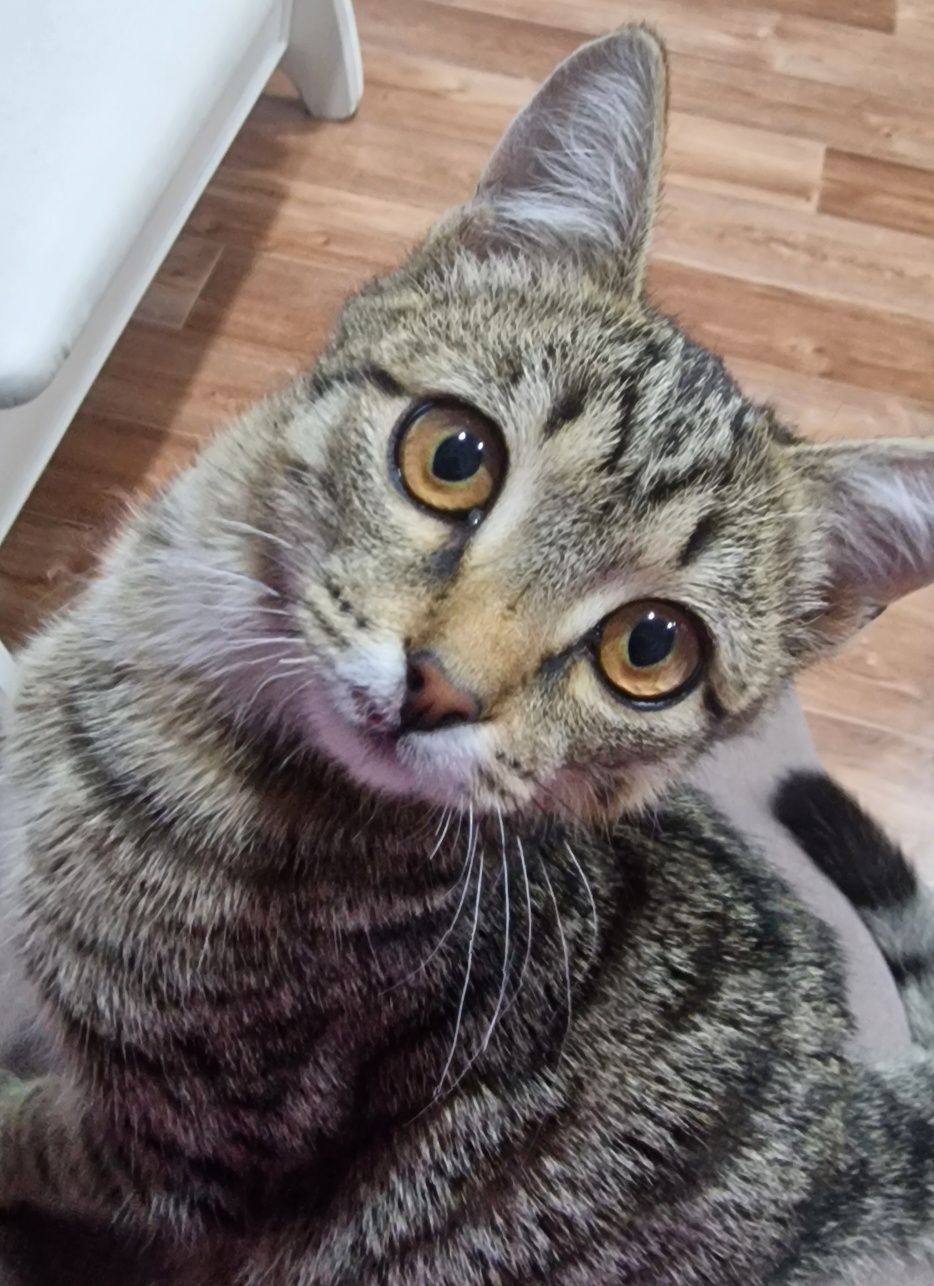 Котик ищет семью и дом