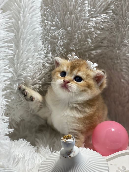 Британские шиншилловые малышки