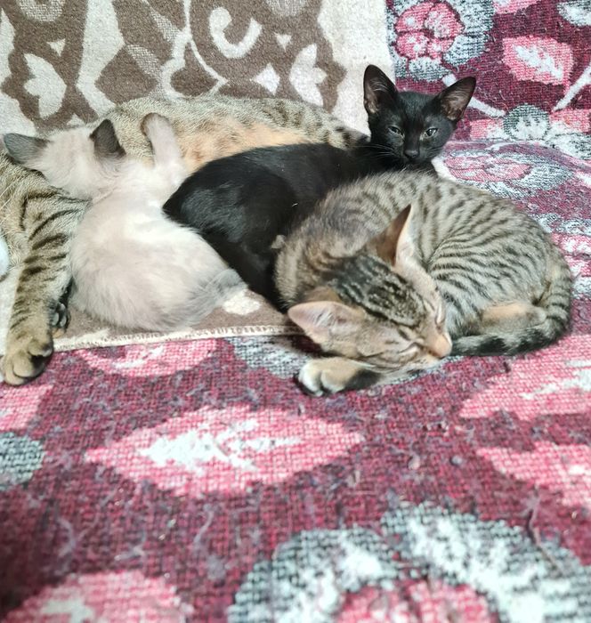 Ofer spre adoptie 7 pui de pisica.