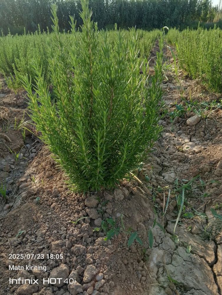 Lavanda optom narxda 30 mingdan boshlanadi