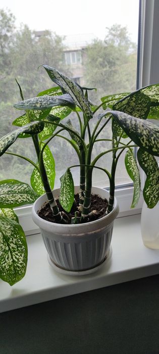 Дифенбахия продам комнатное растение