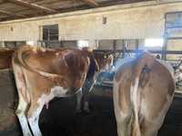 Vand 20 de vaci baltata romaneasca linie de carne si 8 juninci