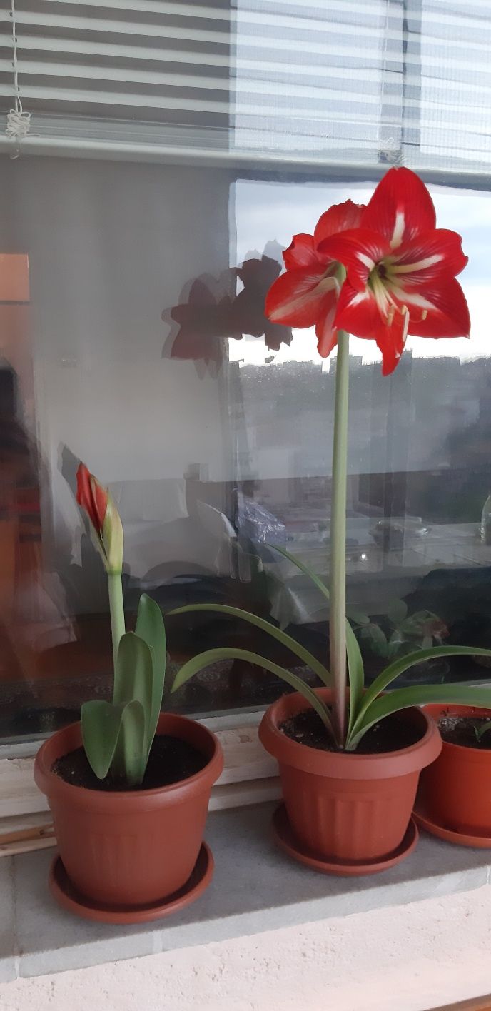 Дърво живота,амарилис,каланхое,индрише,мушкато,хлорофитум,традисканция