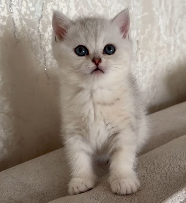 Серебристая шиншилла мальчик Британец тозза кон котенок