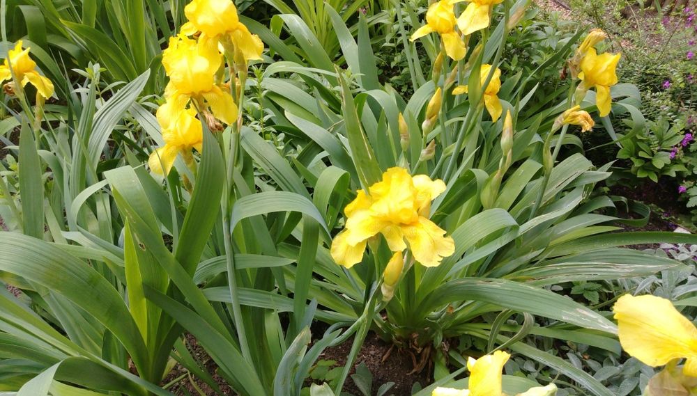 Продавам коренища на цветя Ирис – редки сортове
Цветове: бели, жълти,