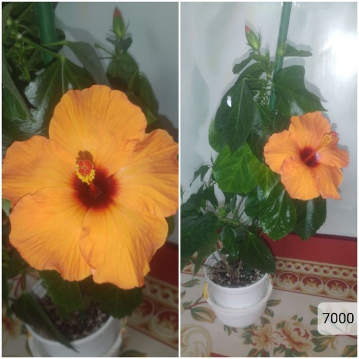 Китайская роза сатылады