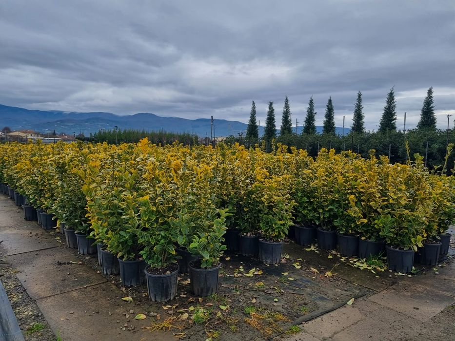 Tuia Leylandy de la 1 la 3 m