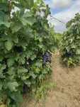 Vand Struguri de VIn